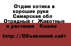 Отдам котика в хорошие руки.  - Самарская обл., Отрадный г. Животные и растения » Кошки   